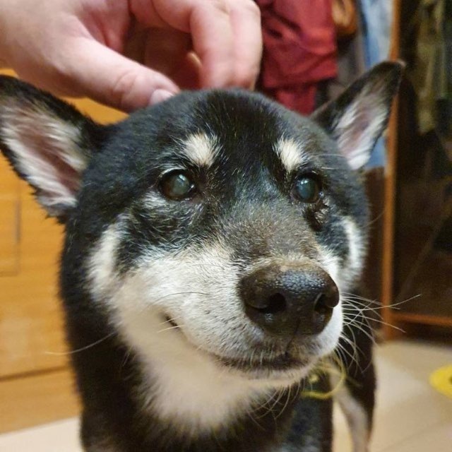 黑柴珠寶紀念的黑柴犬狼狼